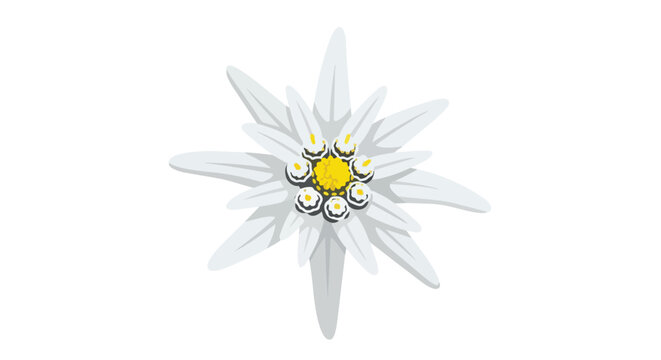 Stylized illustration of a distinctive white alpine bloom featuring a vibrant yellow core on a clean background.