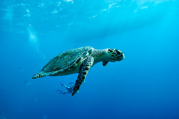 Obraz premium Graceful Sea Turtle Gliding Through Crystal Clear Underwater Depths in Vibrant Blue Ocean