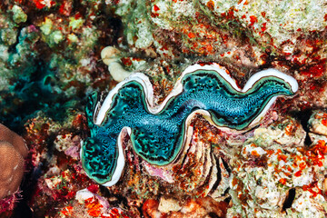 Vibrant Underwater World Showcasing a Blue Clam Amidst Colorful Coral Reefs