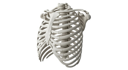 Human rib cage PNG isolated on transparent background, anatomical skeletal structure for medical and educational use © Hugo