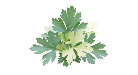 Green Parsley Leaves Top View
