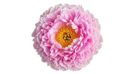 Pink peony flower isolated PNG, delicate petals and yellow center on transparent background, floral design element for spring and summer themes © Hugo