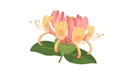 Obraz premium Honeysuckle blossoms with graceful pink and sunny yellow petals intertwined with lush green leaves on a clean white backdrop a charming botanical