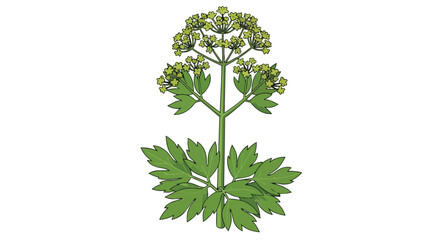 Obraz premium Detailed botanical illustration of a vibrant green plant featuring lush deeply lobed leaves and delicate small clustered flowers on a pristine white