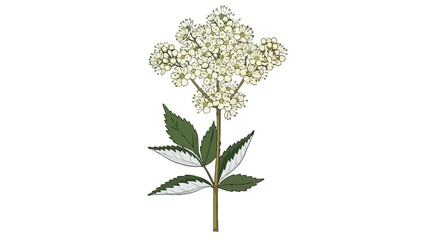 Fototapeta premium Elegant botanical illustration of a wild meadowsweet bloom showcasing delicate creamy white flower clusters and intricately serrated green leaves on