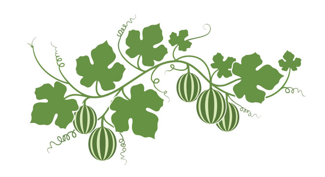 Elegant green vine illustration with striped fruits and curling tendrils on a clean white background artwork