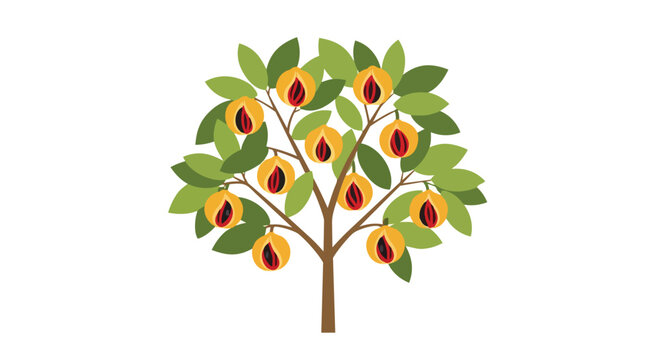 Vibrant nutmeg tree bearing rich, exotic spices in a charming flat illustration style.