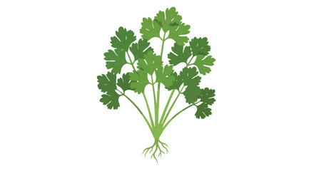 Fresh green herb plant illustration with roots, ideal for culinary and natural themes.