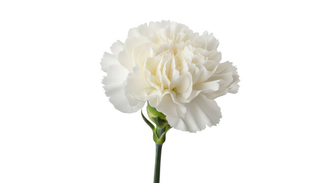 Elegant white carnation flower isolated PNG, delicate floral element on transparent background for wedding invitations and graphic design projects