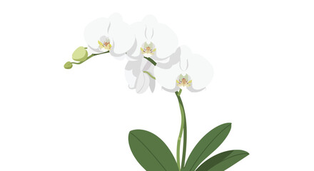 Obraz premium Elegant white orchid illustration featuring multiple delicate blooms and budding flowers on a clean white field