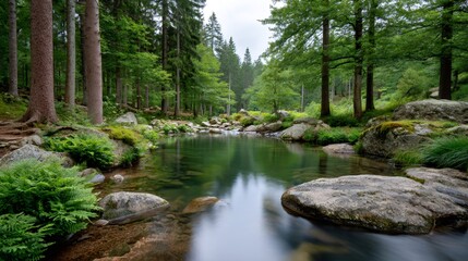 Forest river flowing through lush green woods