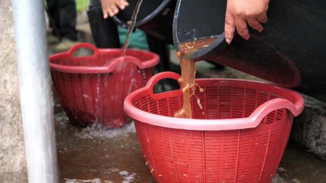 Wet Processing involves washing the coffee beans of fruity material while the beans are still moist right after they are picked.
