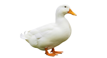 Pekin duck PNG isolated on transparent background, domestic waterfowl with white plumage and orange beak for animal and nature designs