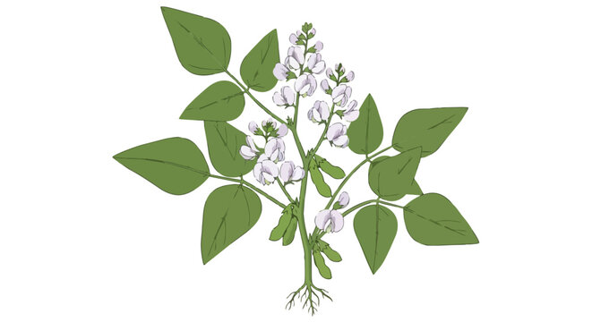 Botanical illustration of a flowering leguminous plant with pods and roots on white background