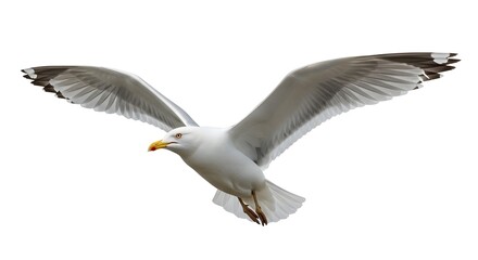 Obraz premium A seagull is flying through the air with its wings spread wide