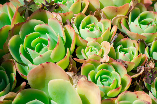 Suculentas aeonium arboreum de la familia crassulaceae alrededor de naturaleza plantas y flores, en huerto de chalcatongo oaxaca