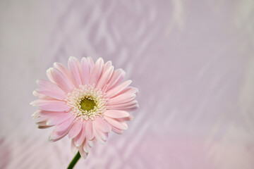 綺麗なピンクのガーベラの花