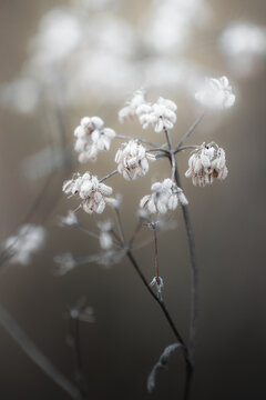 Fleur en macro minimaliste sur fond flou