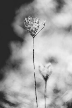 Fleur en macro minimaliste sur fond flou