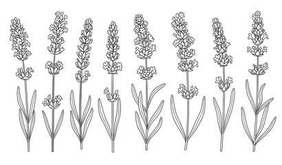 Black and white lavender flower line art vector set for botanical illustrations © MdIbrahimIslam
