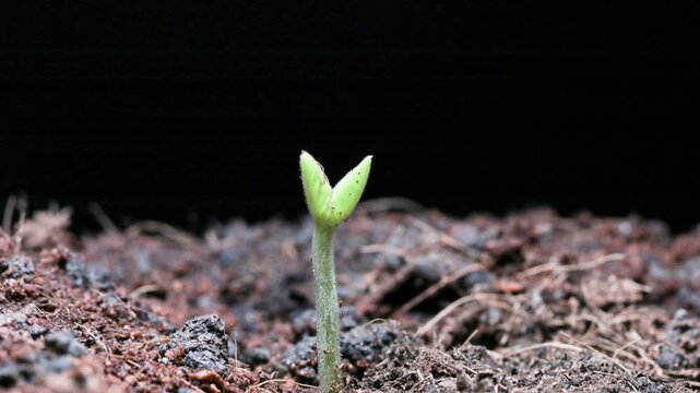 Growing seed timelapse