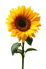 Radiant sunflower blossom, brown center, standing upright