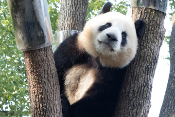 Obraz premium Playful Panda, Mang Can Can aka Mang Xiao Wu, Chongqing, China