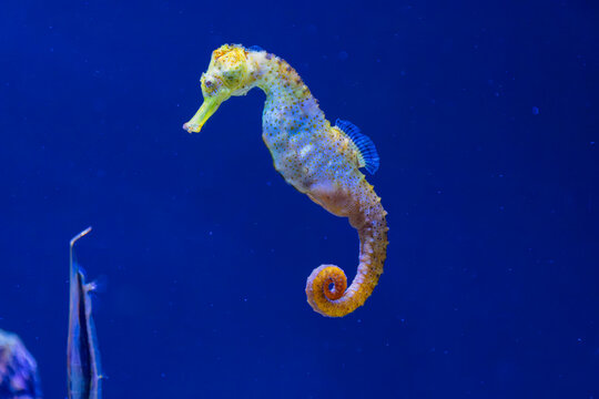 Close-up of a long-snouted seahorse swimming vertically in the tank at Loro Parque in the Canary Islands