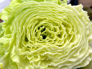 Fototapeta premium Close-up view of a vibrant green flower with intricate petals, showcasing its delicate texture and natural beauty