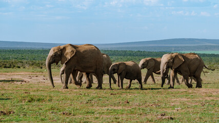 Fototapeta premium Majestic elephants roaming freely in Addo Elephant Park, South Africas wildlife sanctuary