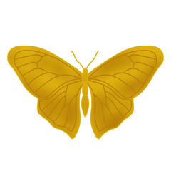 Fototapeta premium Luxury gold butterfly illustration with subtle gradients and fine wing vein details creating dimensional elegance. Perfect for premium graphics and decorative designs.