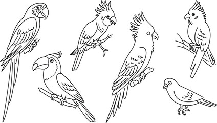 Obraz premium Parrot bird outline illustration set, tropical parrots perched on branches, cockatoo macaw toucan line art vector wildlife drawing collection