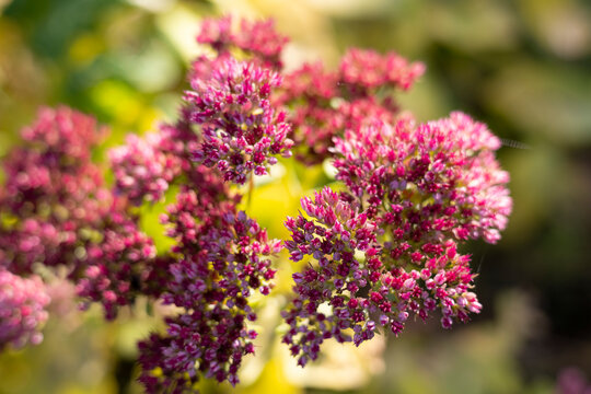 Close up of pink sedum spectabile flowers in bloom