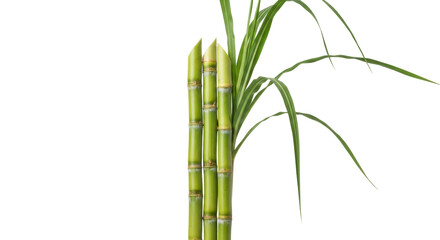 Fresh green sugar cane stalks PNG isolated on transparent background, tropical plant for juice and...