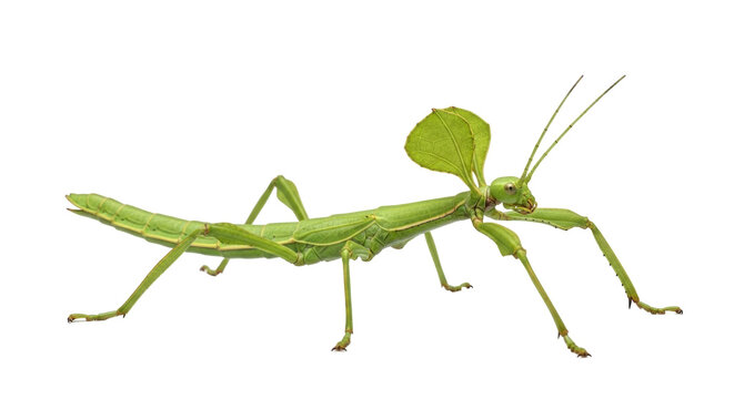 Giant prickly stick insect isolated PNG on transparent background, green leaf insect camouflage for nature and wildlife design