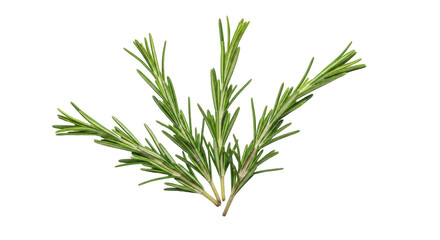 Fototapeta premium Fresh rosemary sprigs isolated PNG on transparent background, aromatic herb for cooking and culinary use