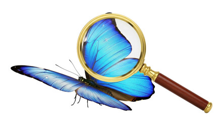 Blue morpho butterfly isolated PNG on transparent background, magnified with a magnifying glass for...