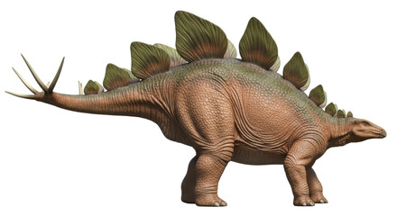 Fototapeta premium Stegosaurus dinosaur PNG isolated on transparent background, prehistoric herbivore with plates and spikes for paleontology and educational use