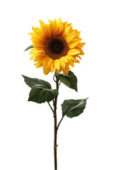 Obraz premium Single sunflower portrait; bright yellow petals against a black background
