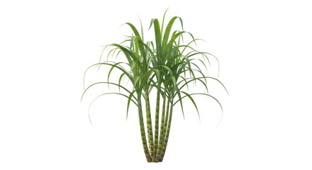 Green sugarcane plant PNG isolated on transparent background, tropical crop for agriculture and food industry use, natural sweetener source © Emilija