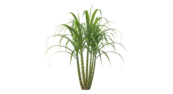 Green sugarcane plant PNG isolated on transparent background, tropical crop for agriculture and food industry use, natural sweetener source