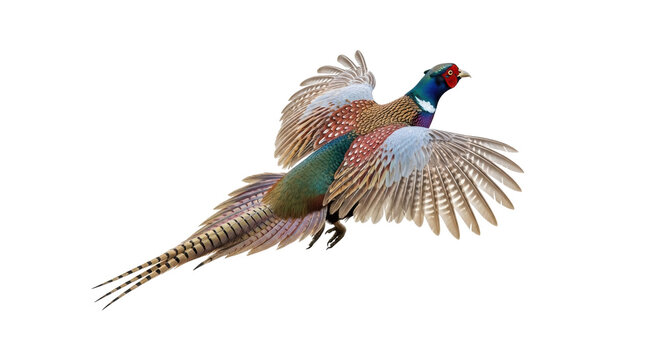 Colorful pheasant flying isolated PNG on transparent background, vibrant game bird with detailed feathers for design projects