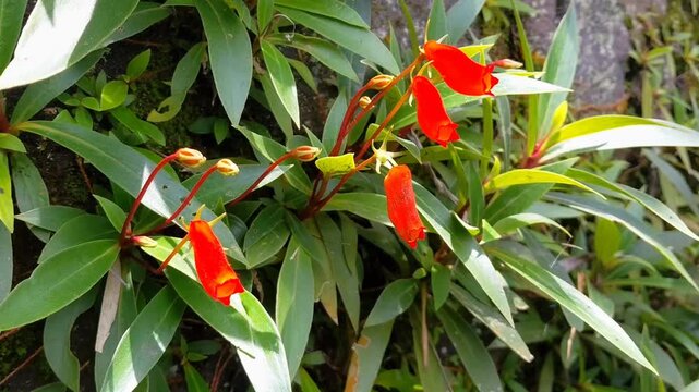 The beauty of the Seemannia sylvatica flower