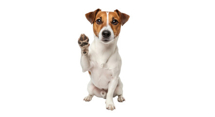 Jack Russell Terrier dog sitting and waving paw PNG isolated, cute pet with brown and white fur on transparent background