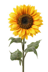 Fototapeta premium Bright, yellow sunflower with green leaves, full bloom on dark background