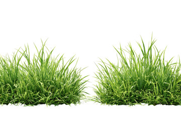Two patches of bright green grass, dense blades, isolated against a black backdrop