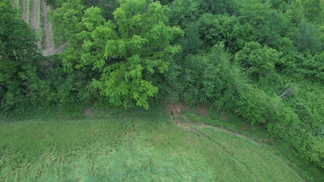 High angle drone view of a roe deer (Capreolus capreolus) walking slowly along a narrow grassy alley between forest edge and farmland, showing wild mammal movement in rural European agricultural lands