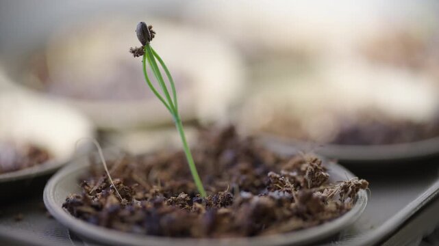 Extreme close up of a tiny green sprout emerging from fertile soil in a nursery tray. Perfect for environmental, gardening, and growth concepts.