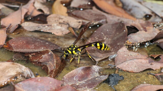 solitary wasp 