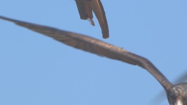 Extreme close up of frigatebird faces flying against blue sky Piura Peru